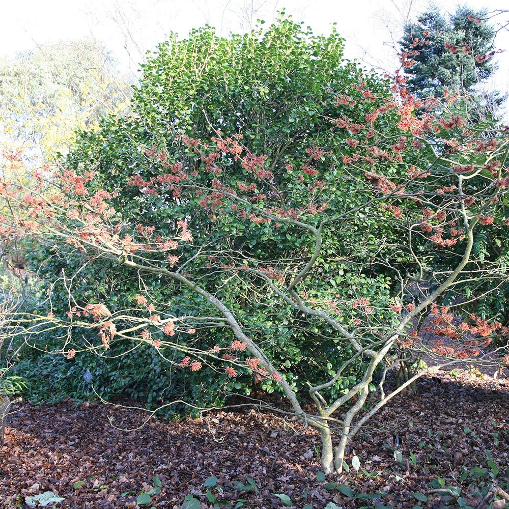 Hamamelis Intermedia Jelena - View 20 from www redcrocus com