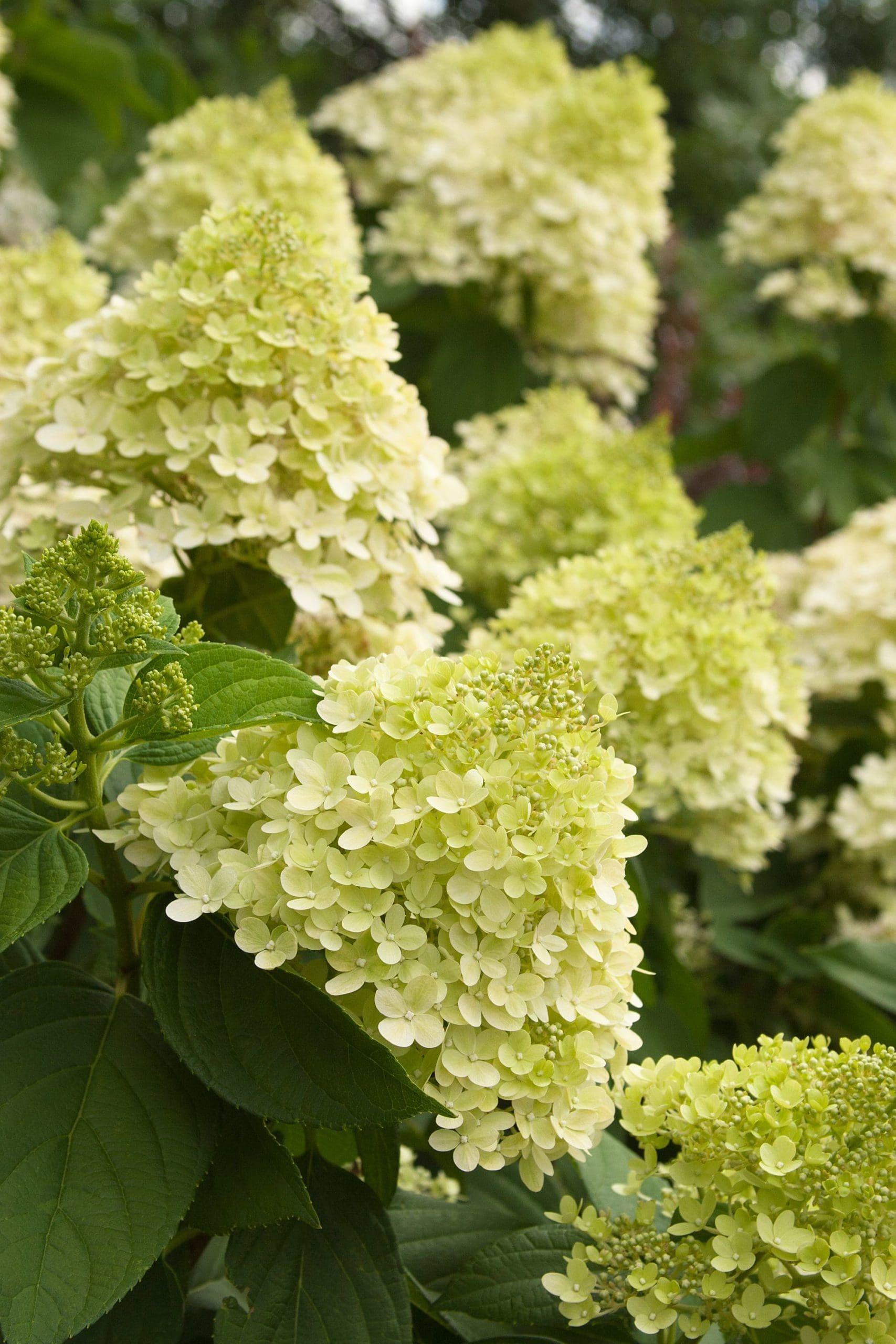 Hydrangea Paniculata Limelight Tree Form - View 12 from www redcrocus com