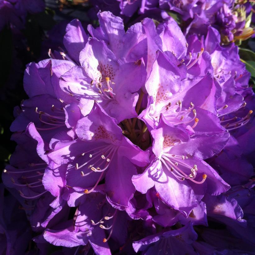 Rhododendron Purpureum Elegans - View 16 from www redcrocus com