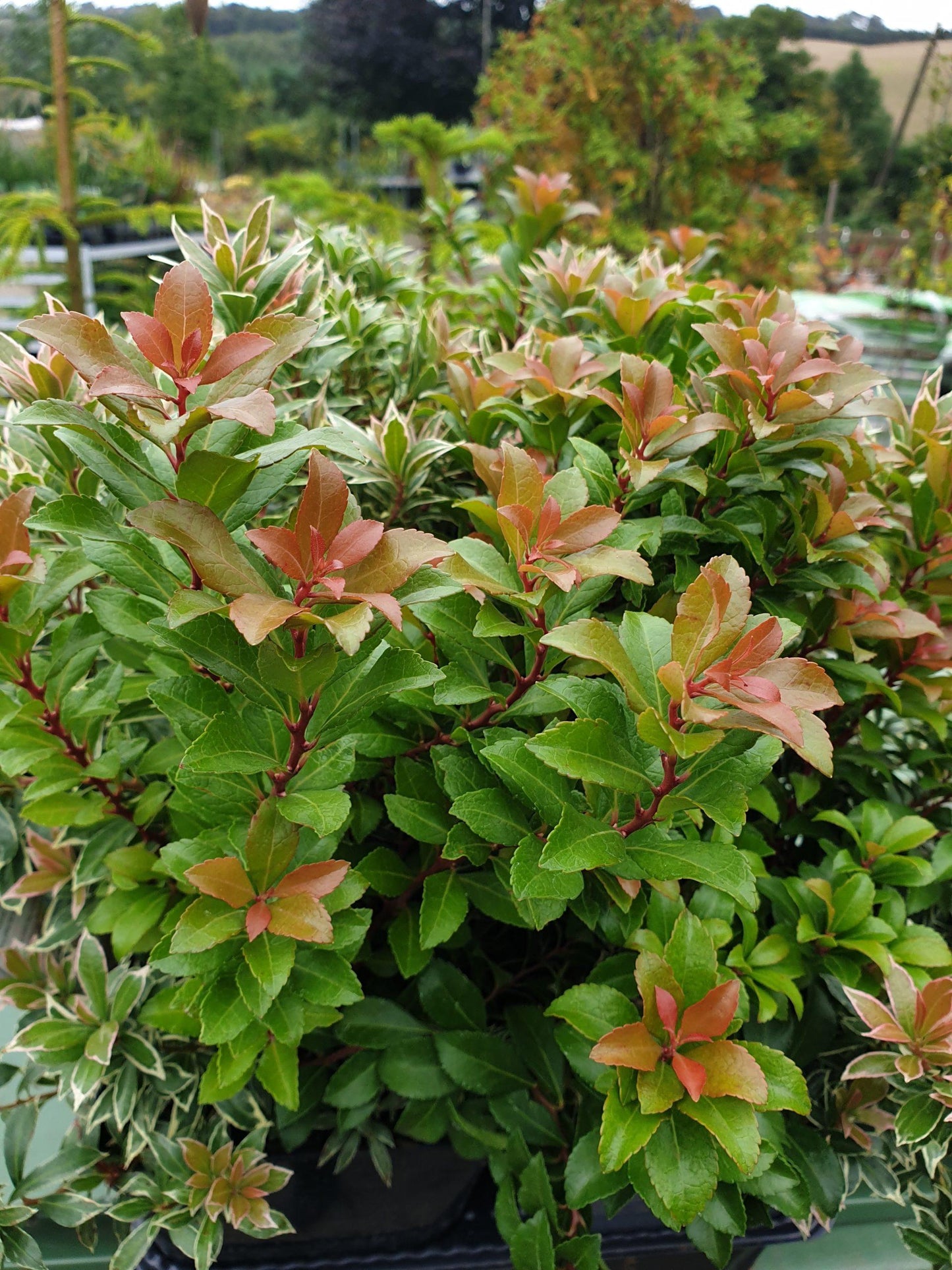 Pieris Japonica Little Heath - View 11 from www redcrocus com