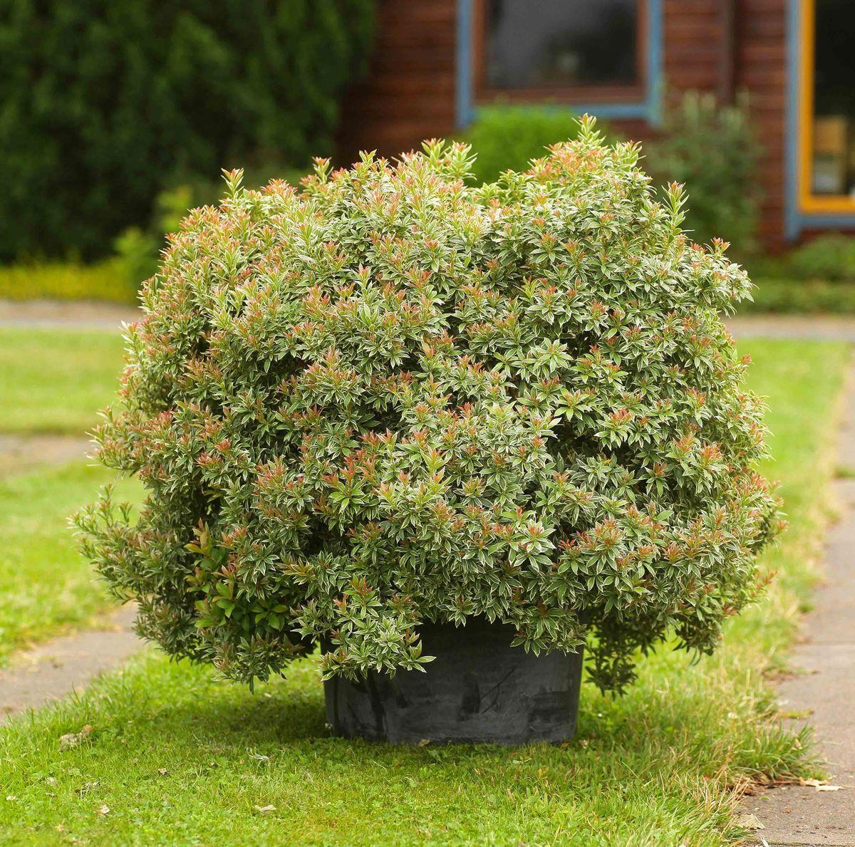 Pieris Japonica Little Heath - View 14 from www redcrocus com