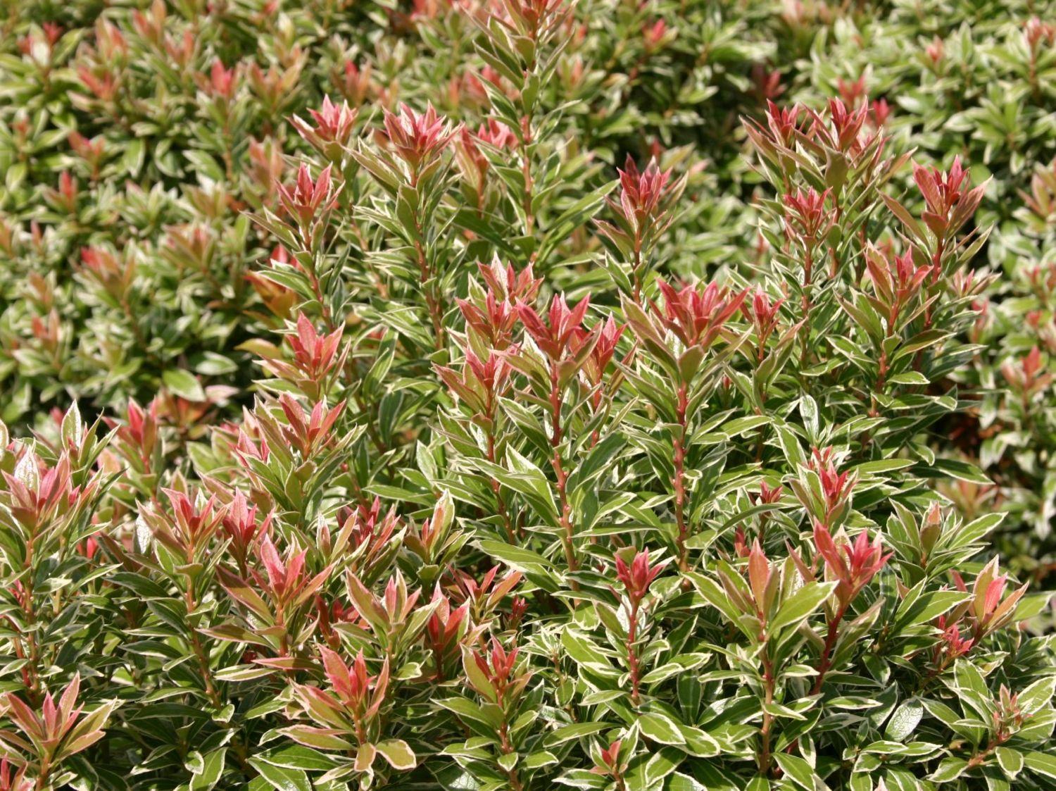 Pieris Japonica Little Heath - View 15 from www redcrocus com