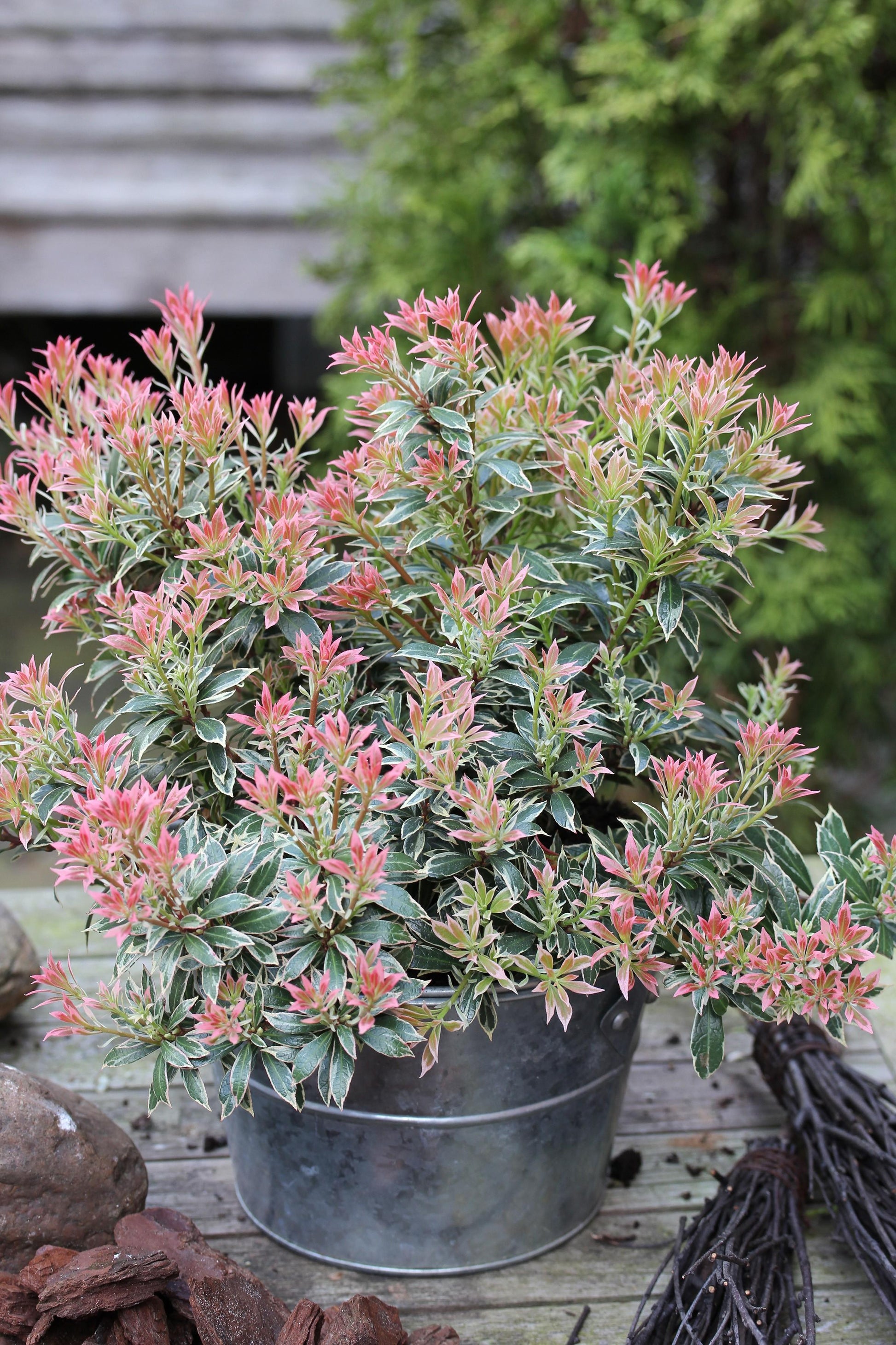 Pieris Japonica Little Heath - View 18 from www redcrocus com