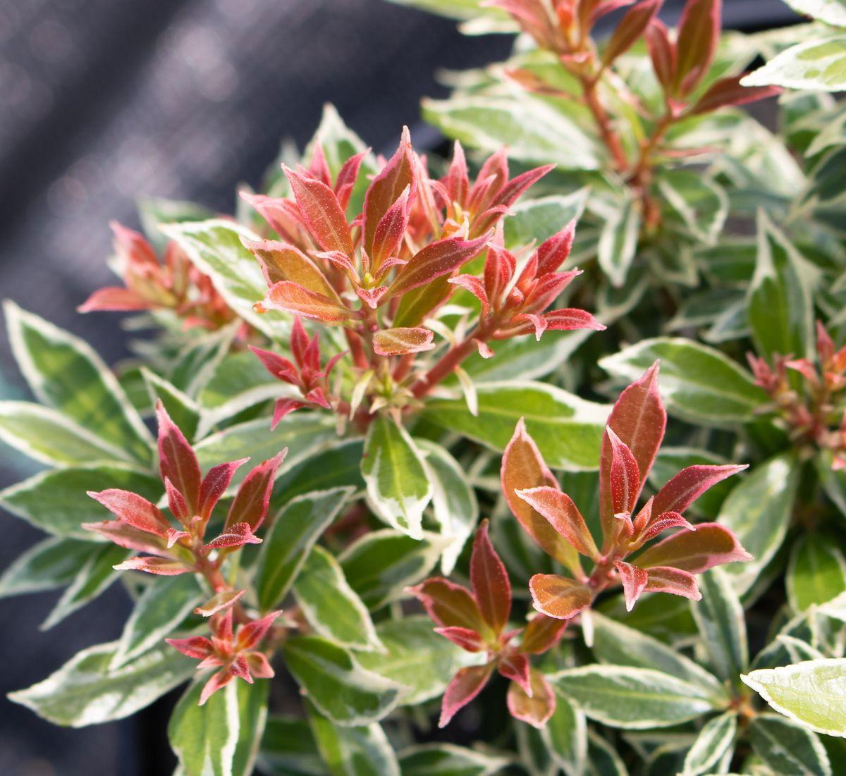 Pieris Japonica Little Heath - View 19 from www redcrocus com