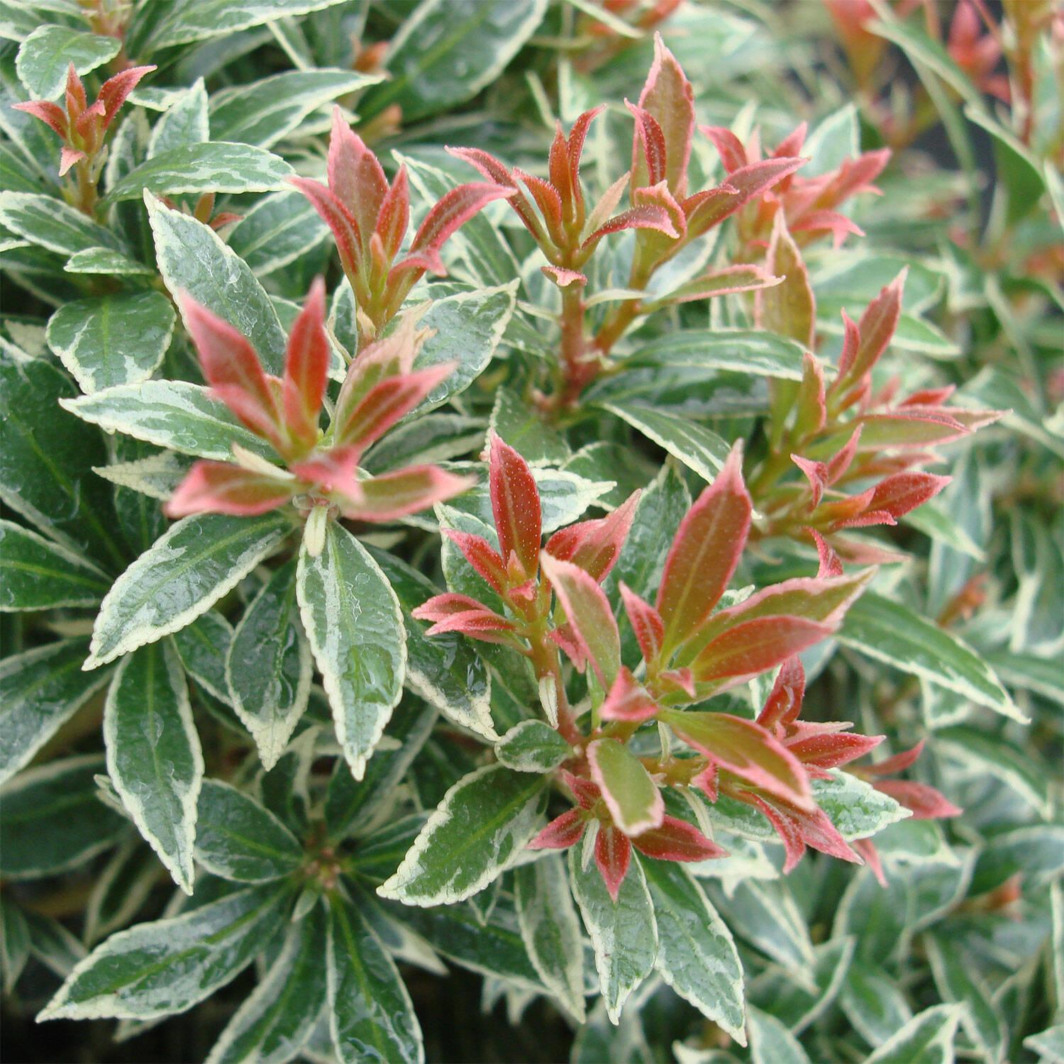 Pieris Japonica Little Heath - View 1 from www redcrocus com