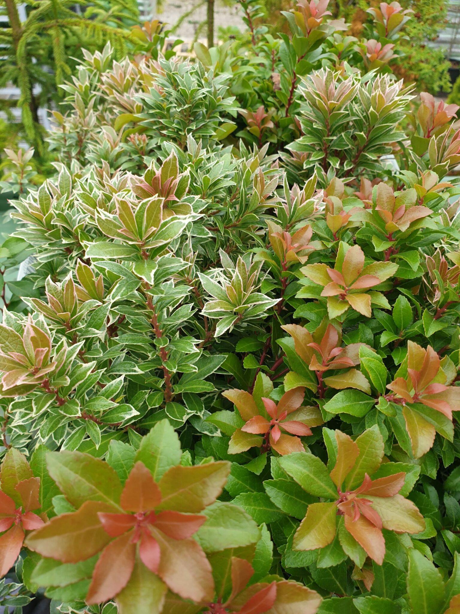 Pieris Japonica Little Heath - View 7 from www redcrocus com