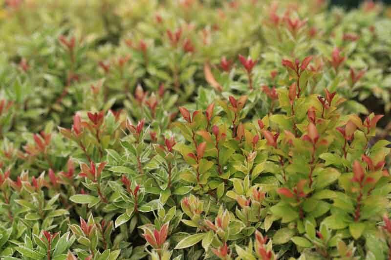 Pieris Japonica Little Heath - View 8 from www redcrocus com