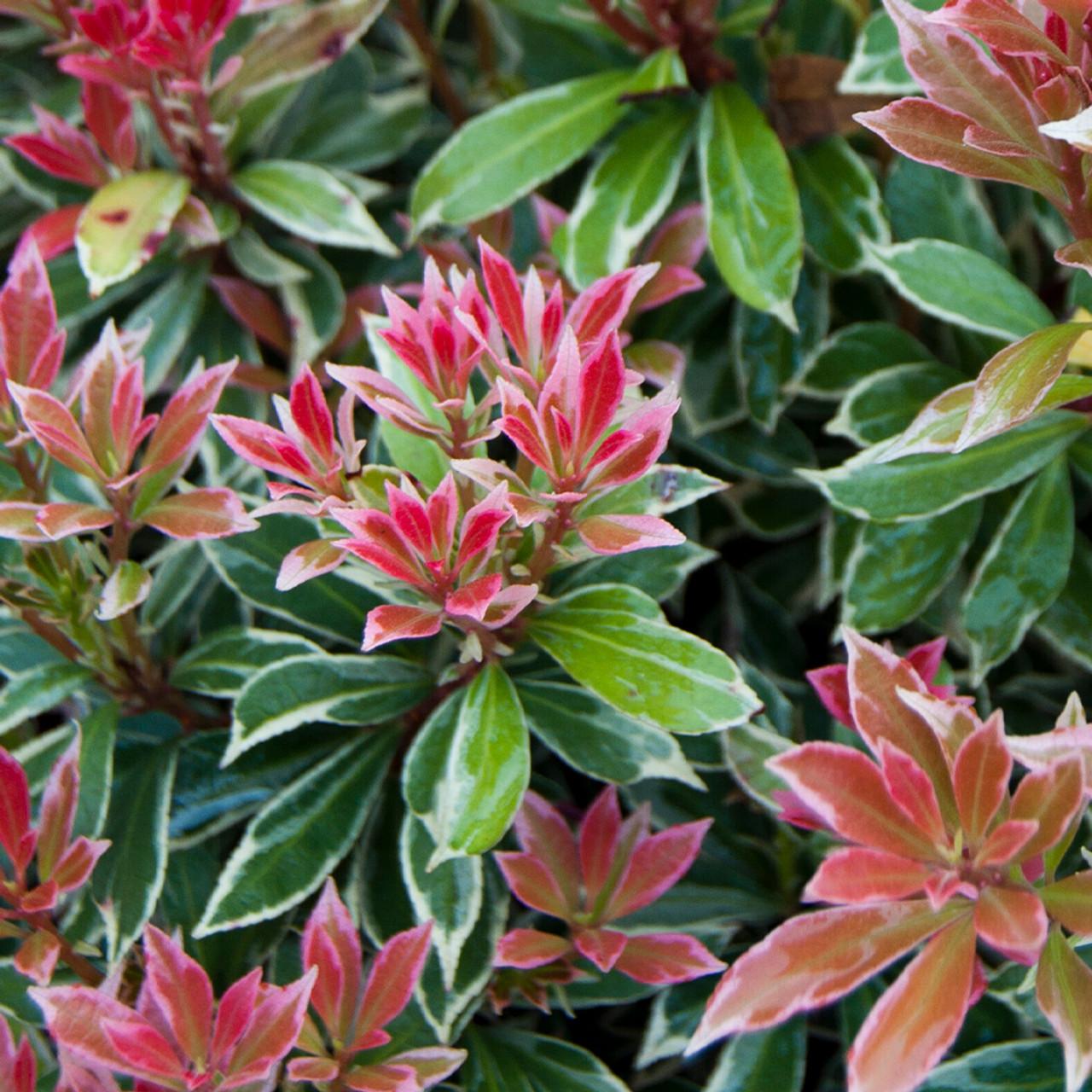 Pieris Japonica Little Heath - View 9 from www redcrocus com