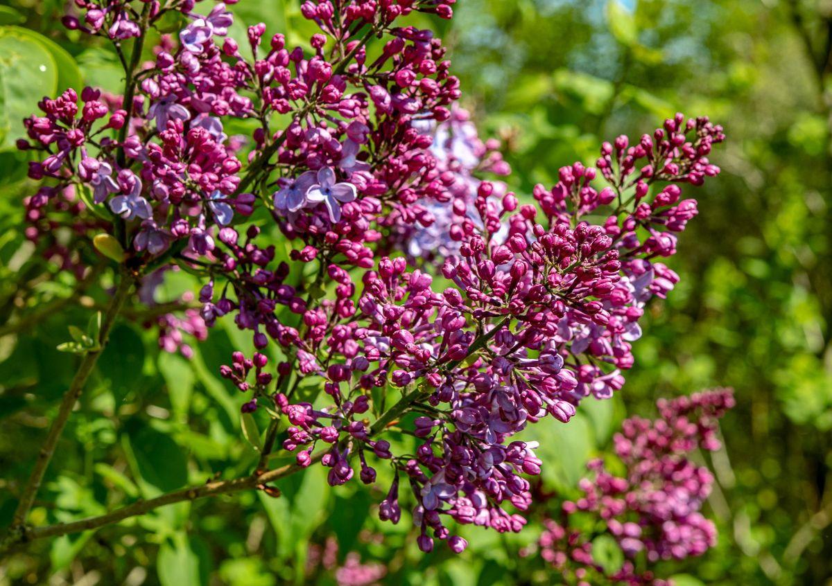 Syringa Vulgaris Blue Skies - View 10 from www redcrocus com