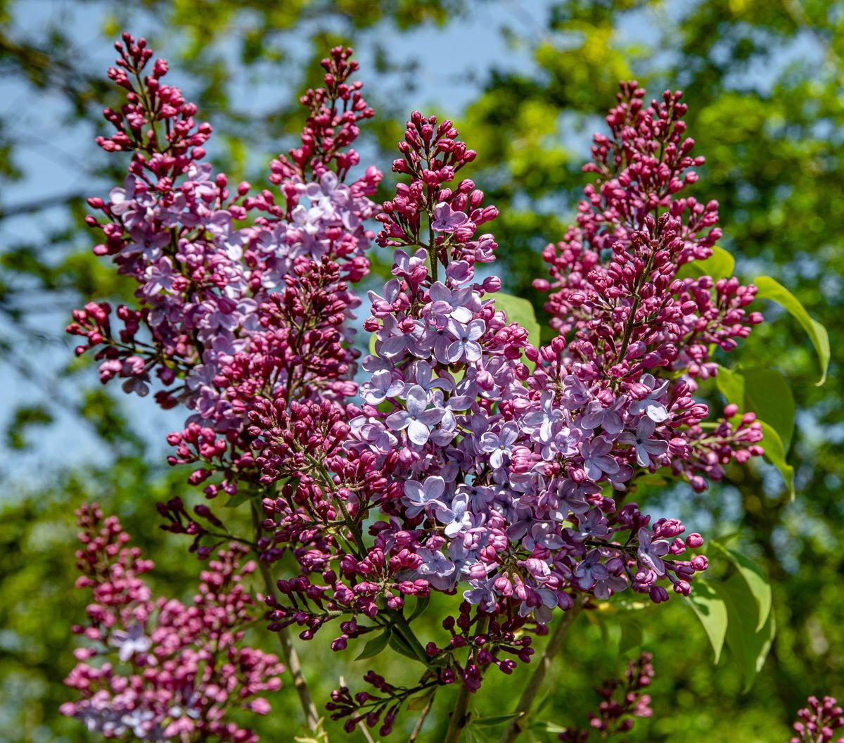 Syringa Vulgaris Blue Skies - View 11 from www redcrocus com