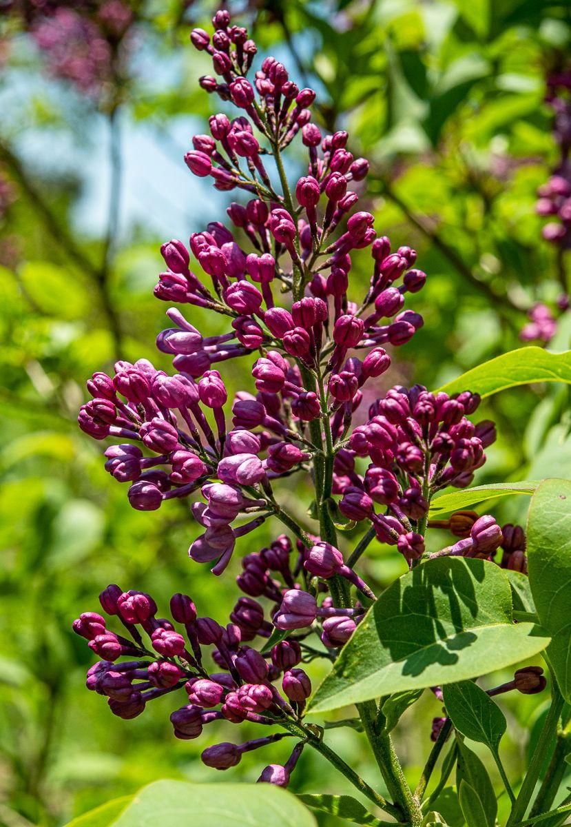 Syringa Vulgaris Blue Skies - View 12 from www redcrocus com