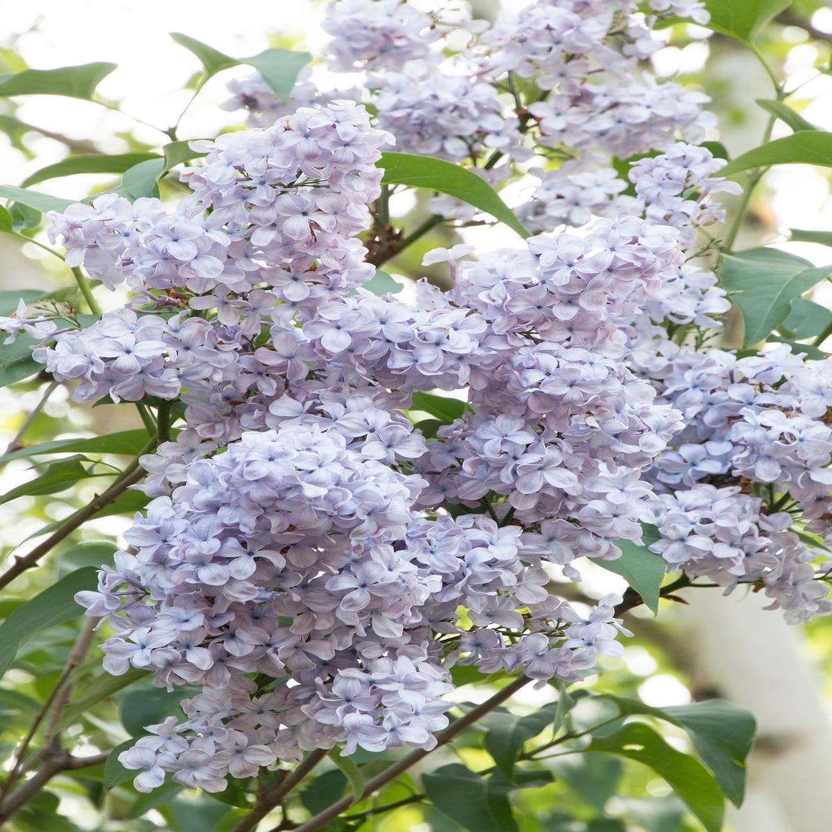 Syringa Vulgaris Blue Skies - View 13 from www redcrocus com