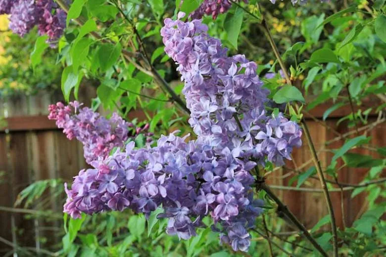 Syringa Vulgaris Blue Skies - View 14 from www redcrocus com