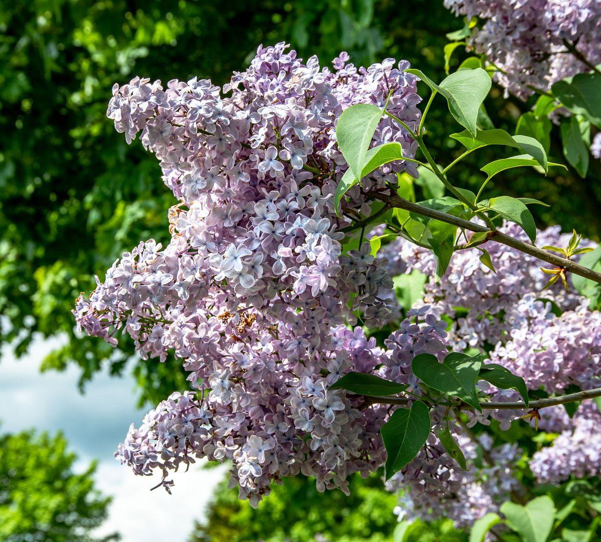 Syringa Vulgaris Blue Skies - View 15 from www redcrocus com