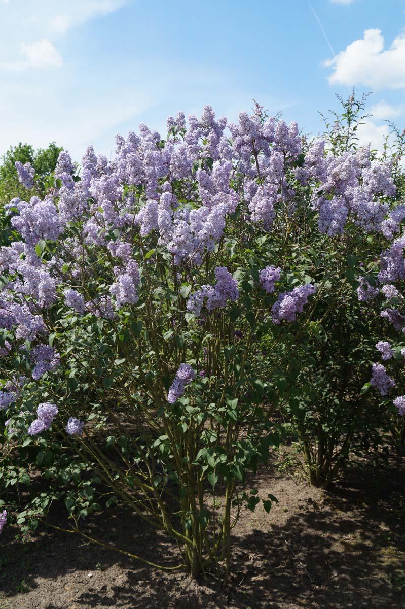 Syringa Vulgaris Blue Skies - View 17 from www redcrocus com