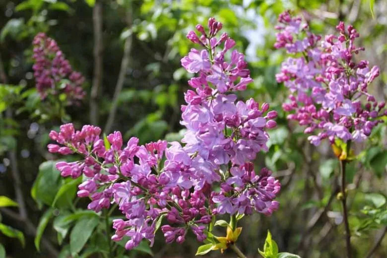 Syringa Vulgaris Blue Skies - View 18 from www redcrocus com