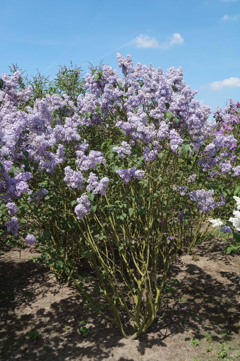 Syringa Vulgaris Blue Skies - View 19 from www redcrocus com