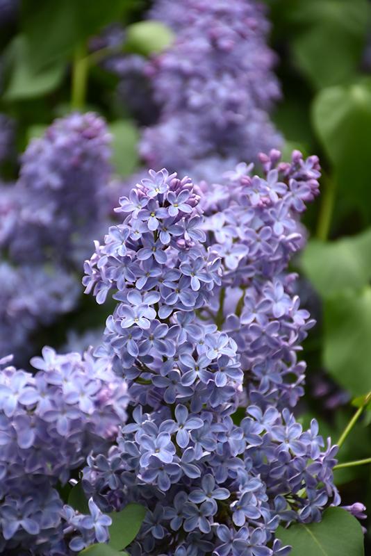 Syringa Vulgaris Blue Skies - View 1 from www redcrocus com