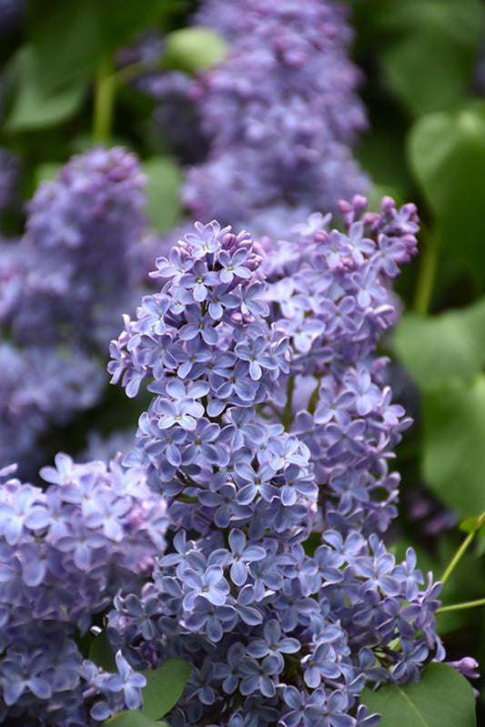 Syringa Vulgaris Blue Skies - View 1 from www redcrocus com