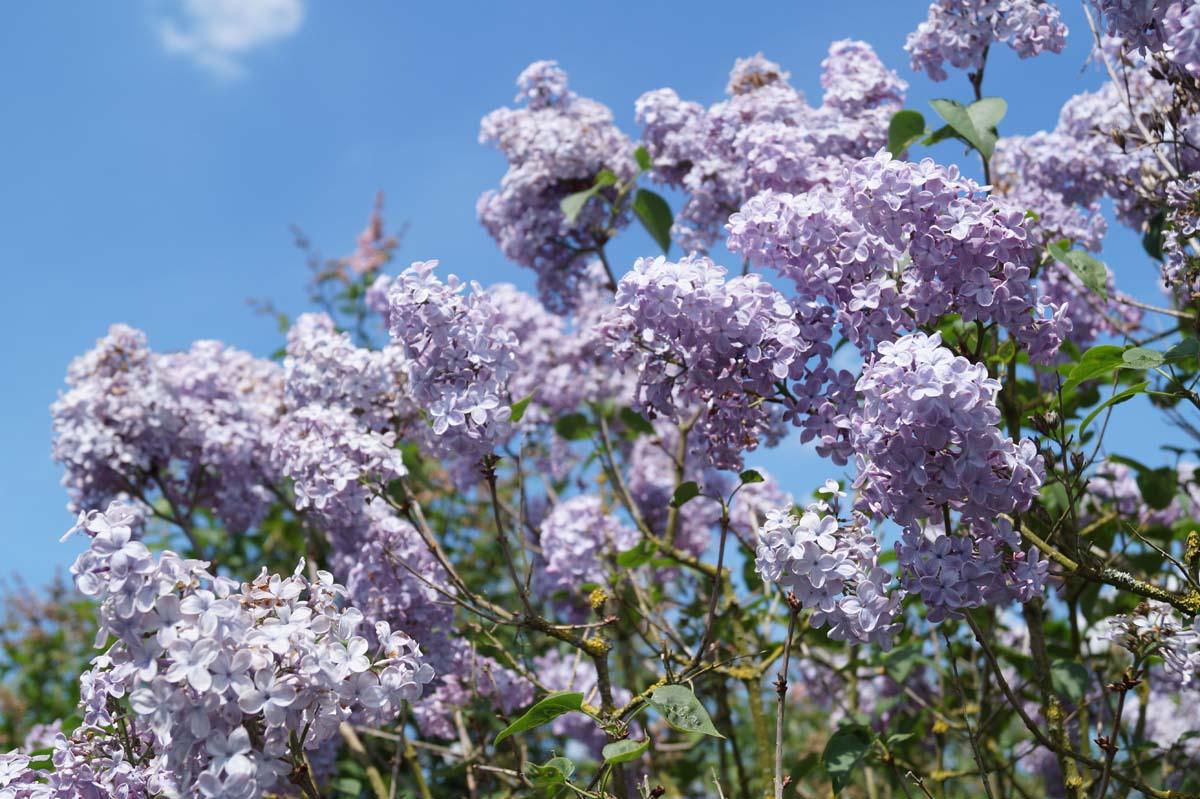 Syringa Vulgaris Blue Skies - View 20 from www redcrocus com