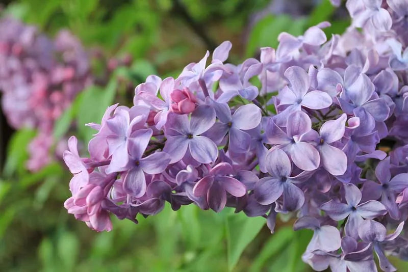 Syringa Vulgaris Blue Skies - View 2 from www redcrocus com