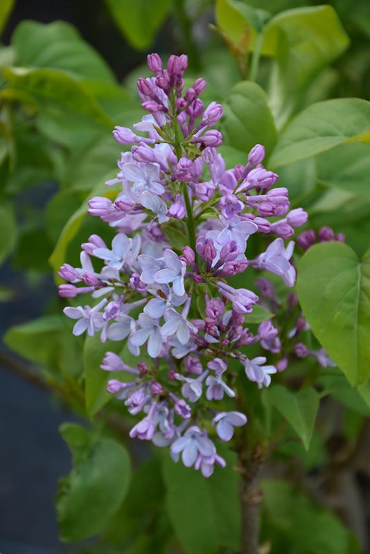 Syringa Vulgaris Blue Skies - View 3 from www redcrocus com