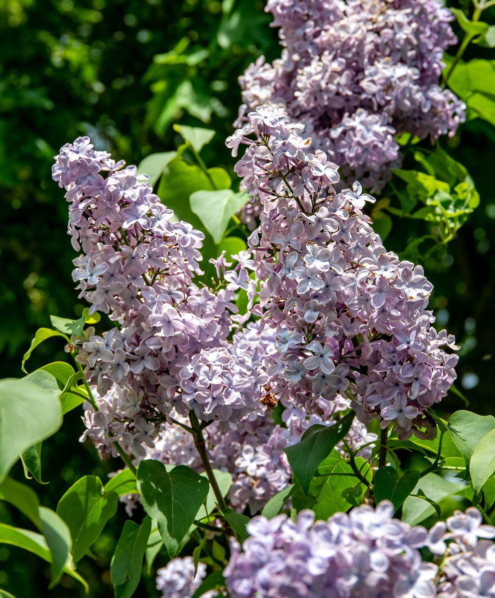Syringa Vulgaris Blue Skies - View 4 from www redcrocus com