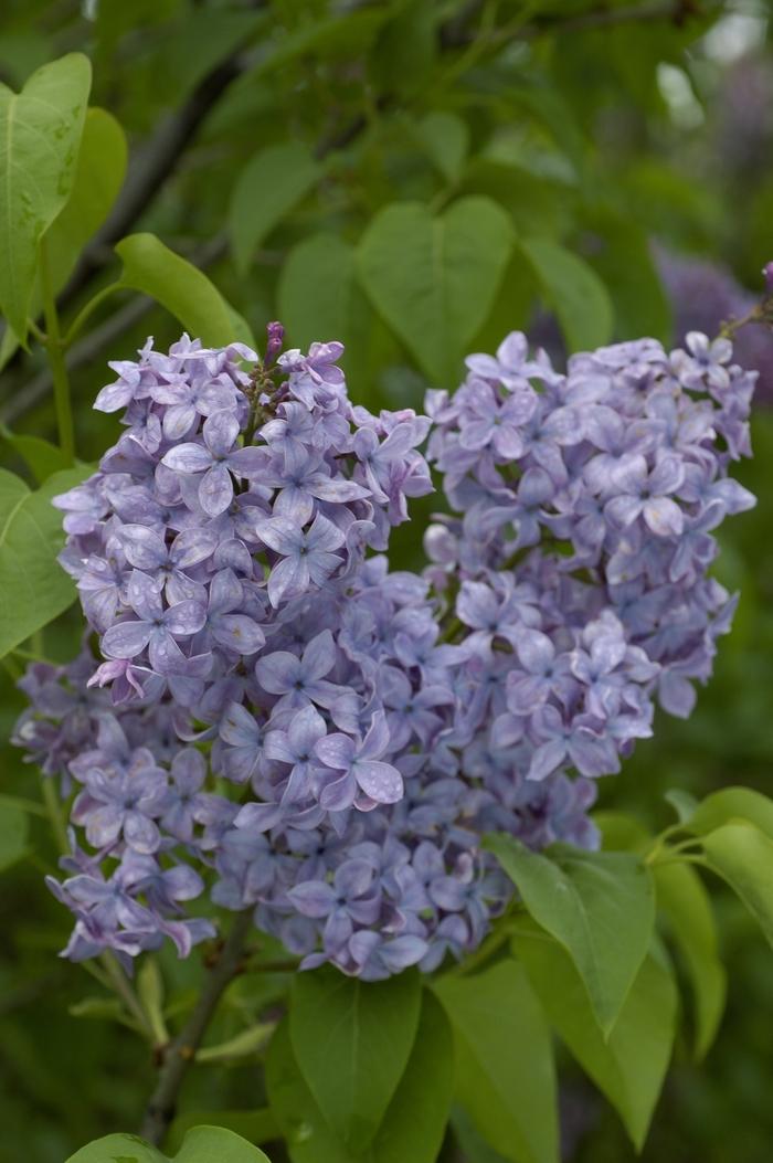 Syringa Vulgaris Blue Skies - View 5 from www redcrocus com