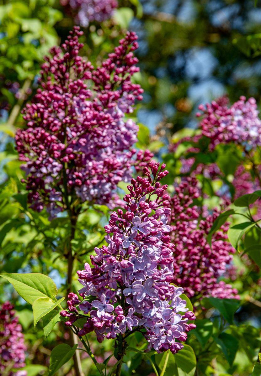 Syringa Vulgaris Blue Skies - View 6 from www redcrocus com
