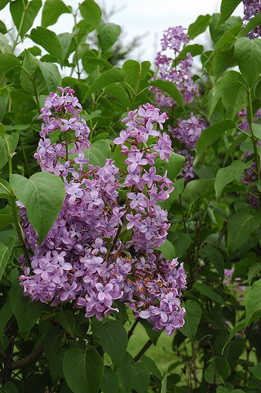 Syringa Vulgaris Blue Skies - View 7 from www redcrocus com