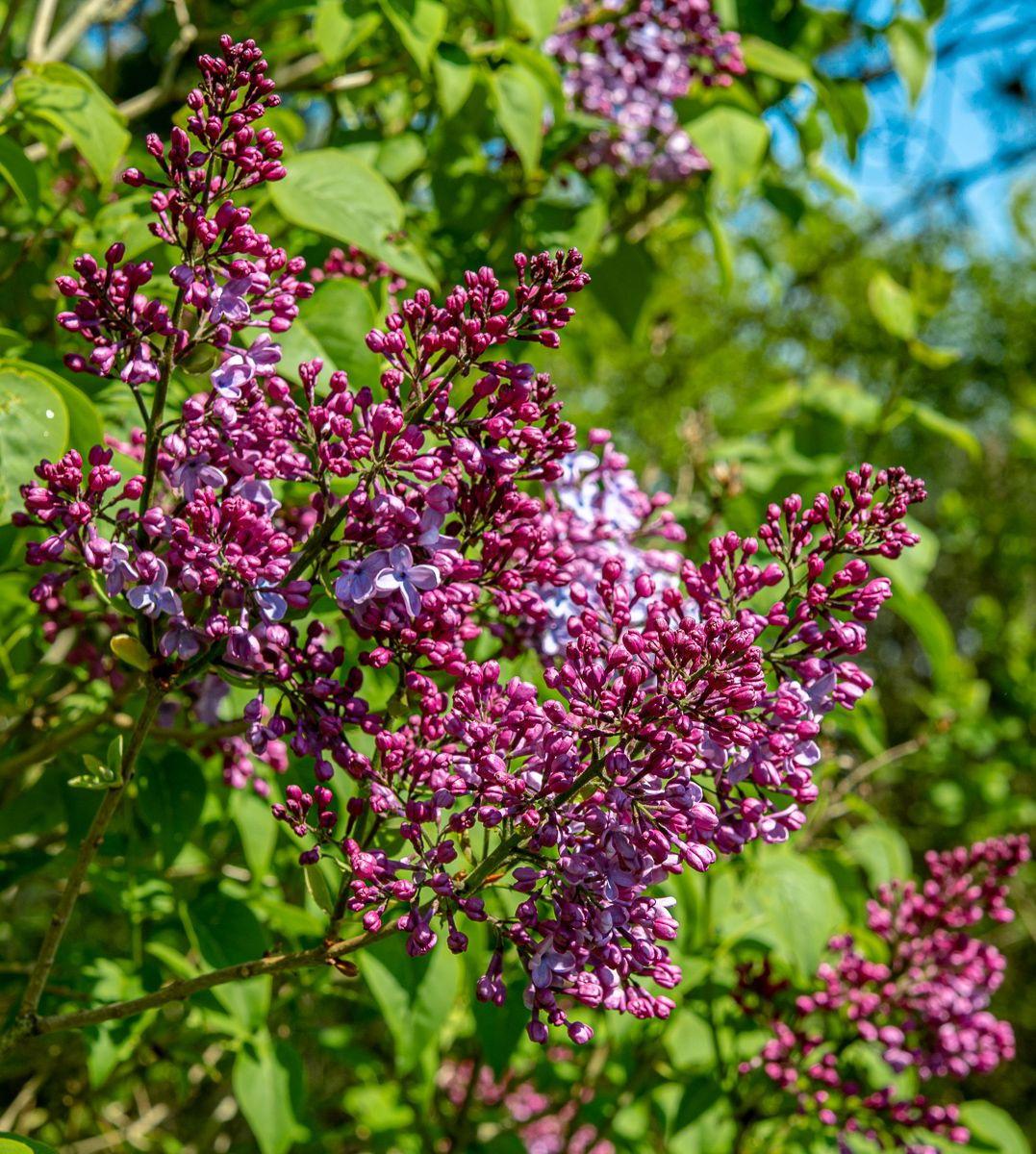 Syringa Vulgaris Blue Skies - View 8 from www redcrocus com