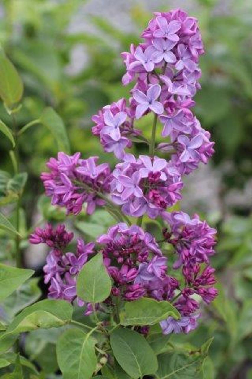 Syringa Vulgaris Blue Skies - View 9 from www redcrocus com