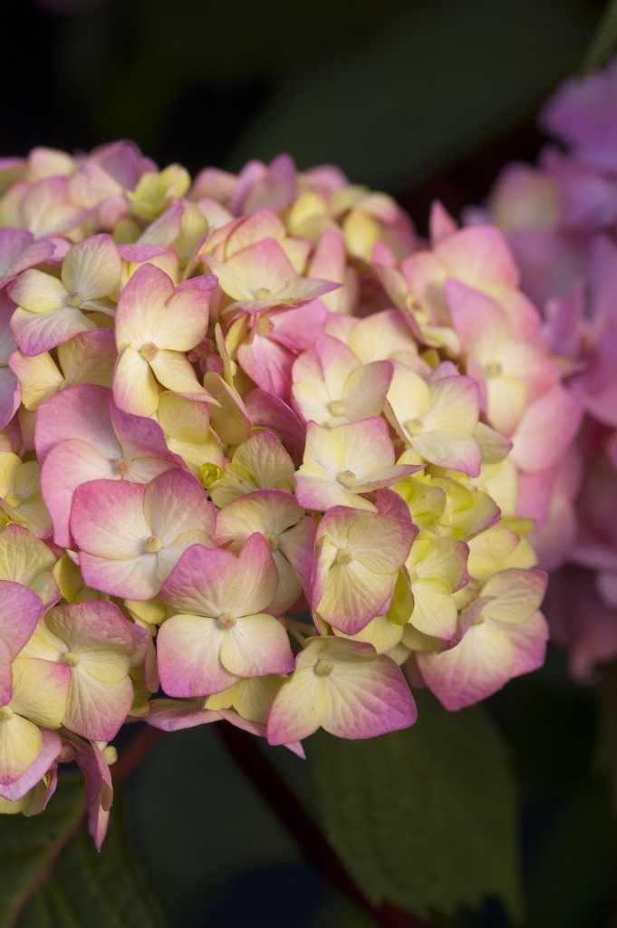 Hydrangea Macrophylla Bloomstruck - View 16 from www redcrocus com
