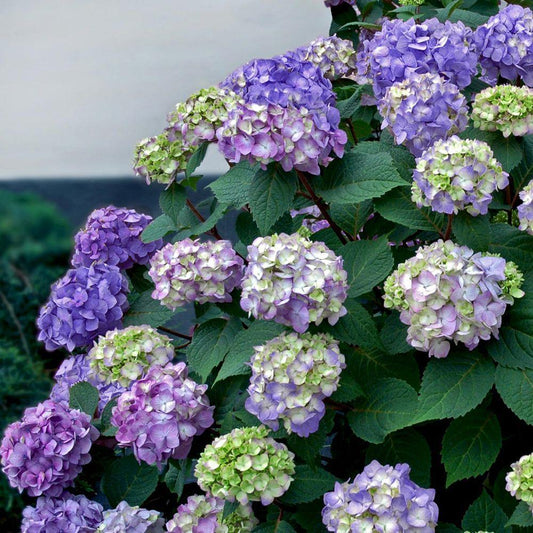 Hydrangea Macrophylla Bloomstruck - View 1 from www redcrocus com