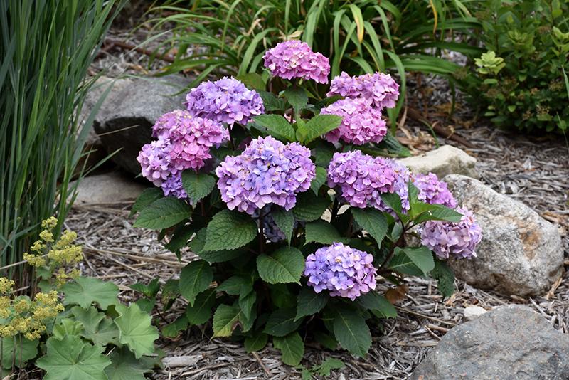 Hydrangea Macrophylla Bloomstruck - View 4 from www redcrocus com
