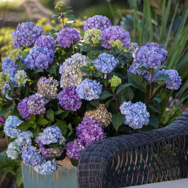 Hydrangea Macrophylla Bloomstruck - View 7 from www redcrocus com