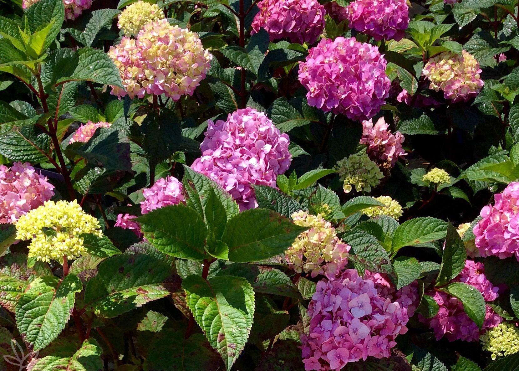 Hydrangea Macrophylla Bloomstruck - View 8 from www redcrocus com