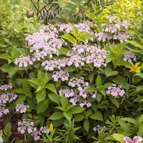 Hydrangea Serrata Tiny Tuff Stuff - View 10 from www redcrocus com