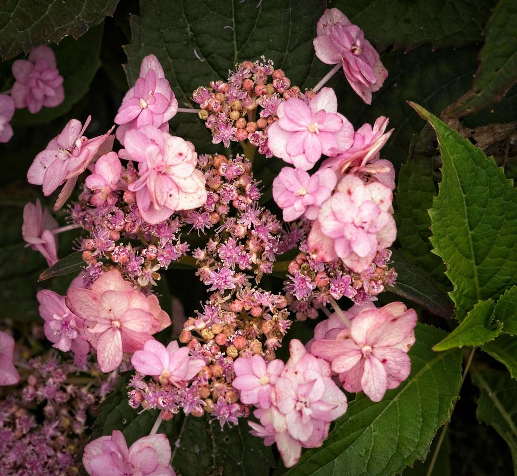 Hydrangea Serrata Tiny Tuff Stuff - View 17 from www redcrocus com