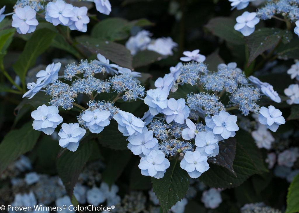 Hydrangea Serrata Tiny Tuff Stuff - View 1 from www redcrocus com