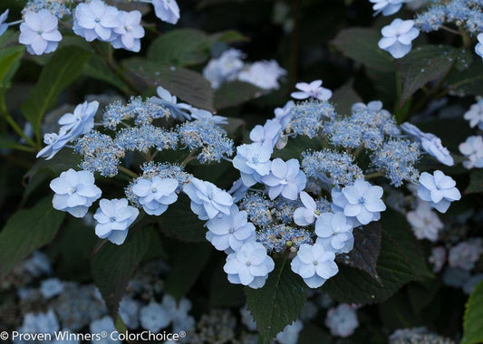 Hydrangea Serrata Tiny Tuff Stuff - View 1 from www redcrocus com