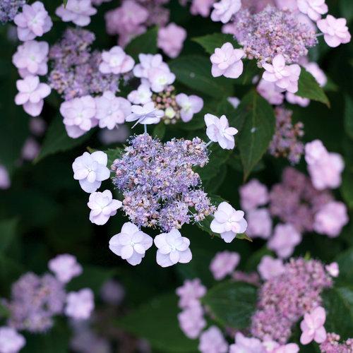 Hydrangea Serrata Tiny Tuff Stuff - View 4 from www redcrocus com