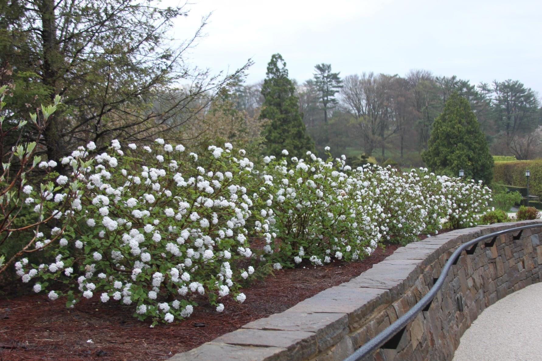 Viburnum Carlesii - View 11 from www redcrocus com