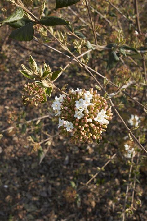 Viburnum Carlesii - View 1 from www redcrocus com