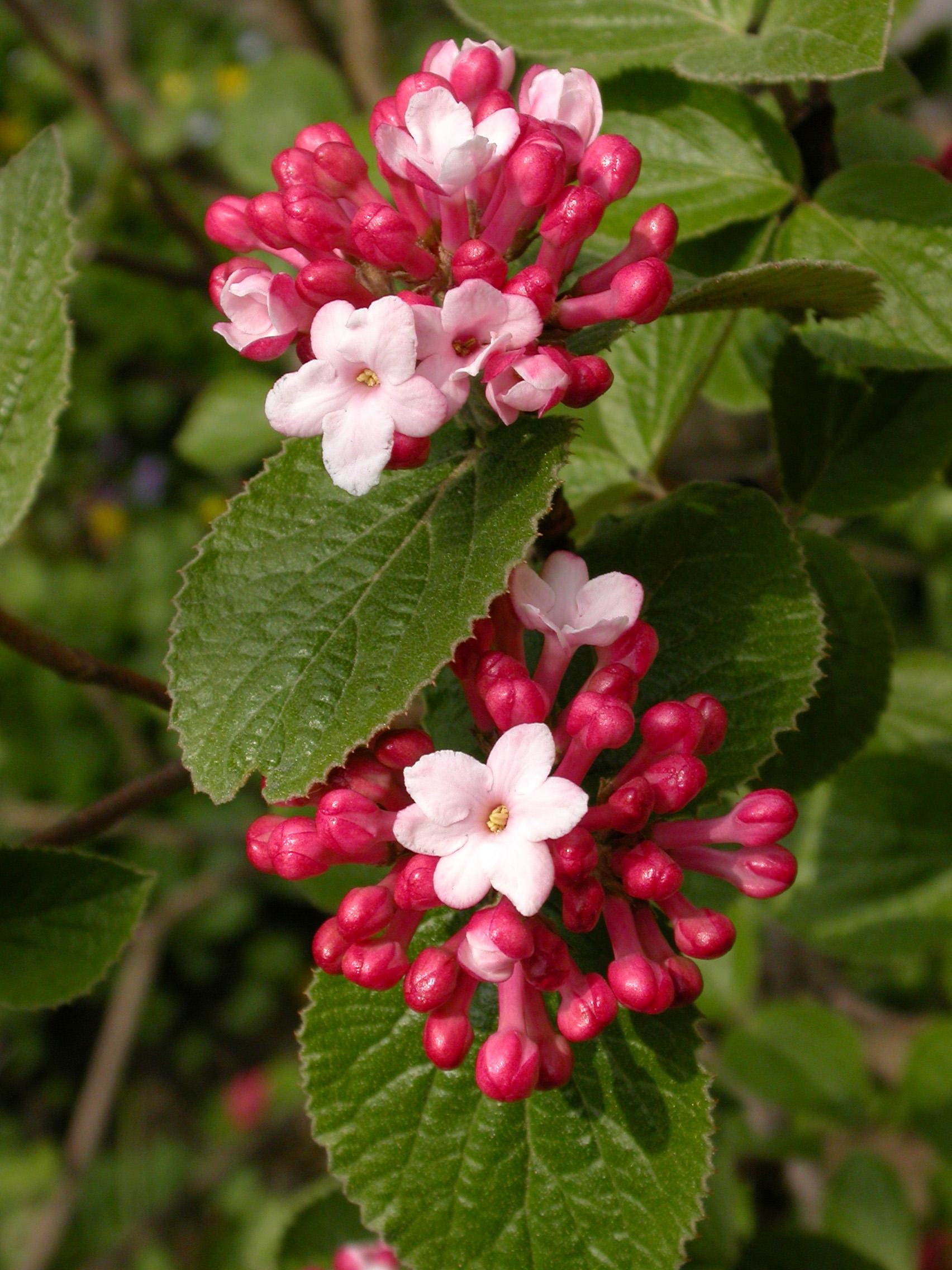 Viburnum Carlesii - View 7 from www redcrocus com