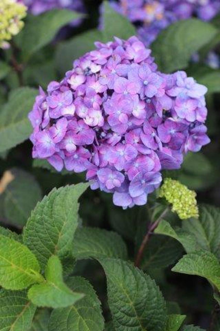 Hydrangea Macrophylla Bloomstruck - View 13 from www redcrocus com