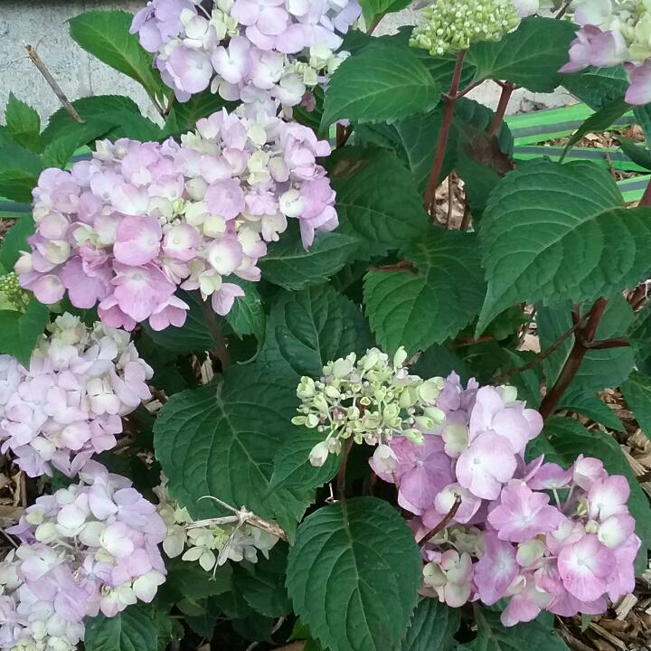 Hydrangea Macrophylla Bloomstruck - View 14 from www redcrocus com
