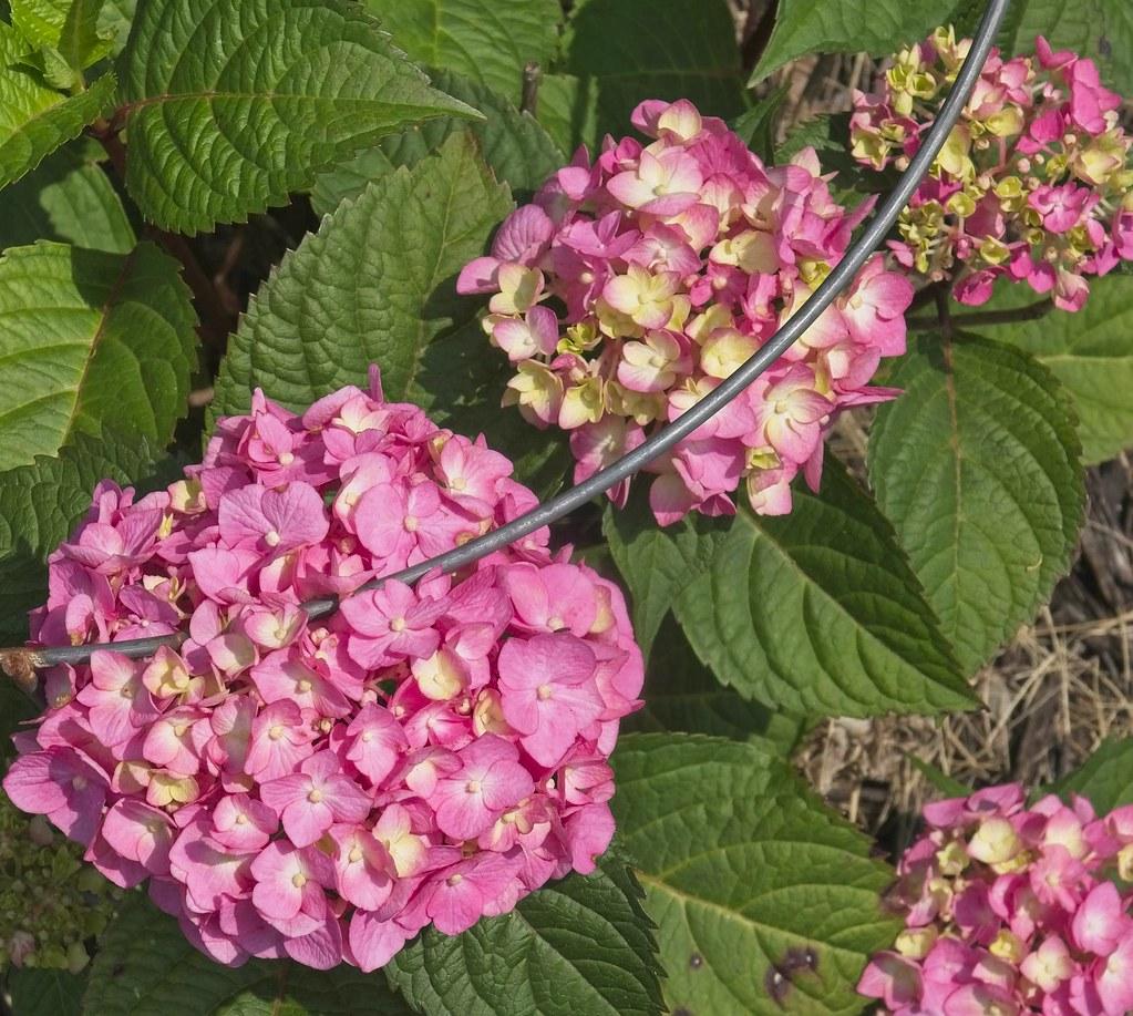 Hydrangea Macrophylla Bloomstruck - View 15 from www redcrocus com