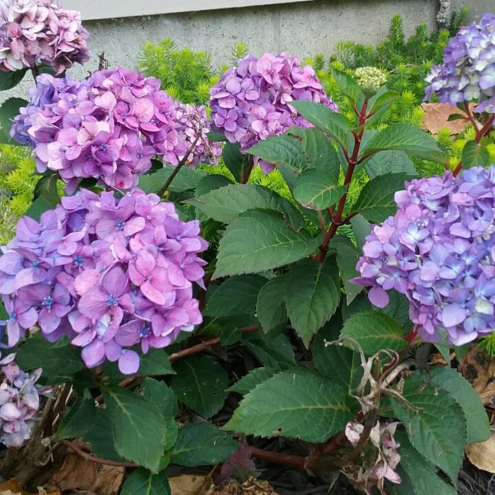 Hydrangea Macrophylla Bloomstruck - View 17 from www redcrocus com
