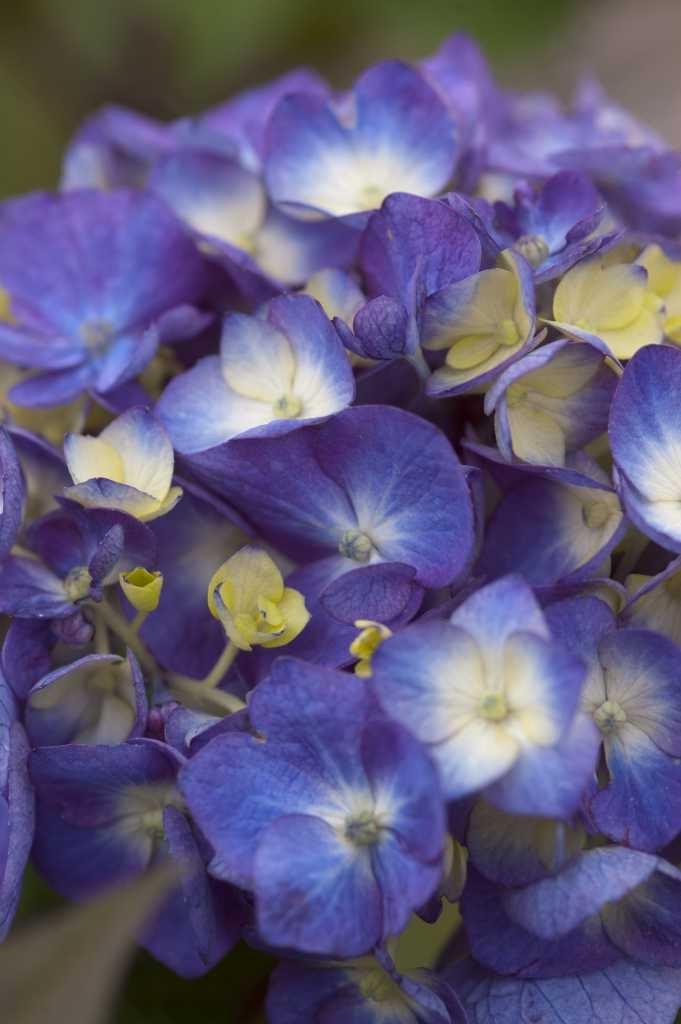 Hydrangea Macrophylla Bloomstruck - View 19 from www redcrocus com